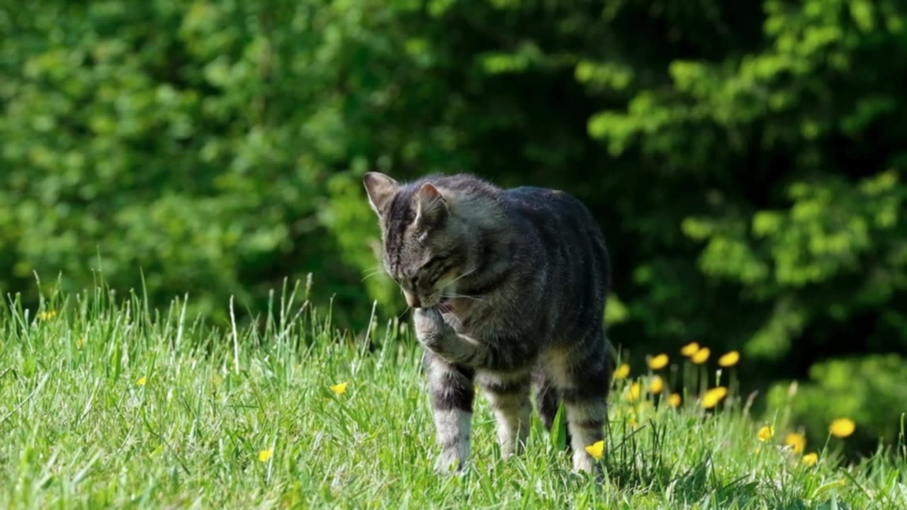 confused cats