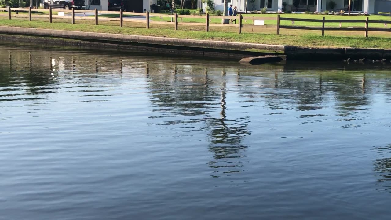 Manatees at Palmasola Bay