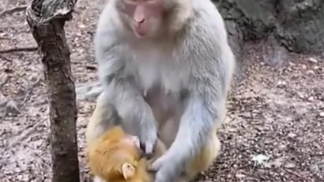 The mother monkey wants to teach the little monkey how to climb trees.