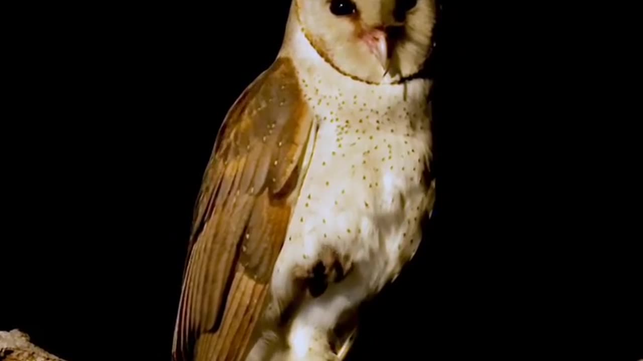 Owl,