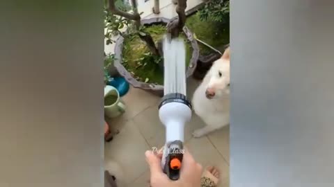 Funny animals
