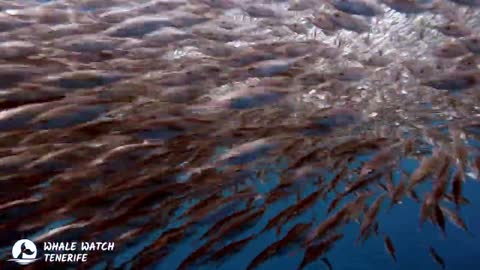 Atlantic Spotted dolphins hunt a ball of fish