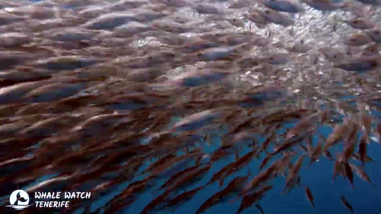 Atlantic Spotted dolphins hunt a ball of fish