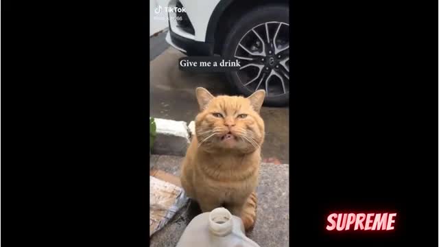 Funny Cats Compilation😇👍