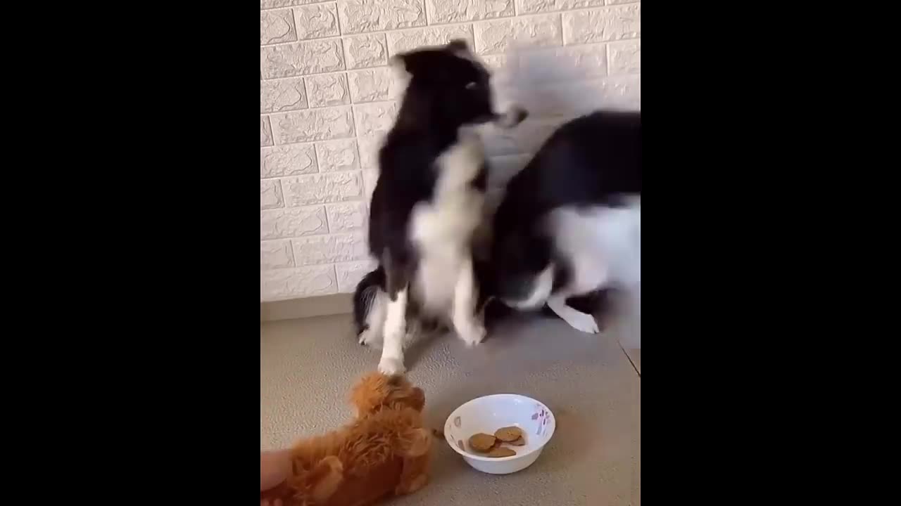 Compilation of funny Animal video