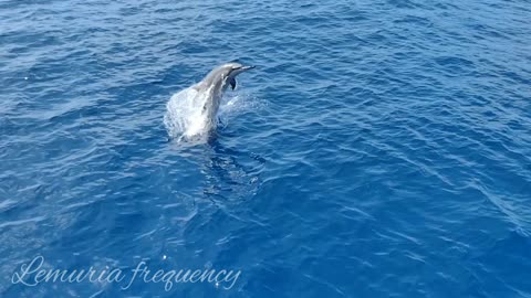Jumping wild spinner dolphin 〜quad axel？