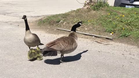 Canada goose vs hawk