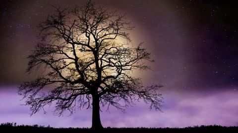 Stars Tree Moon Full Mon Bald Leafless Fantasy