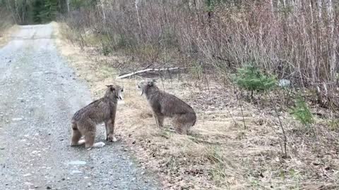 Two Lynx in Ontario Have Intense Conversation