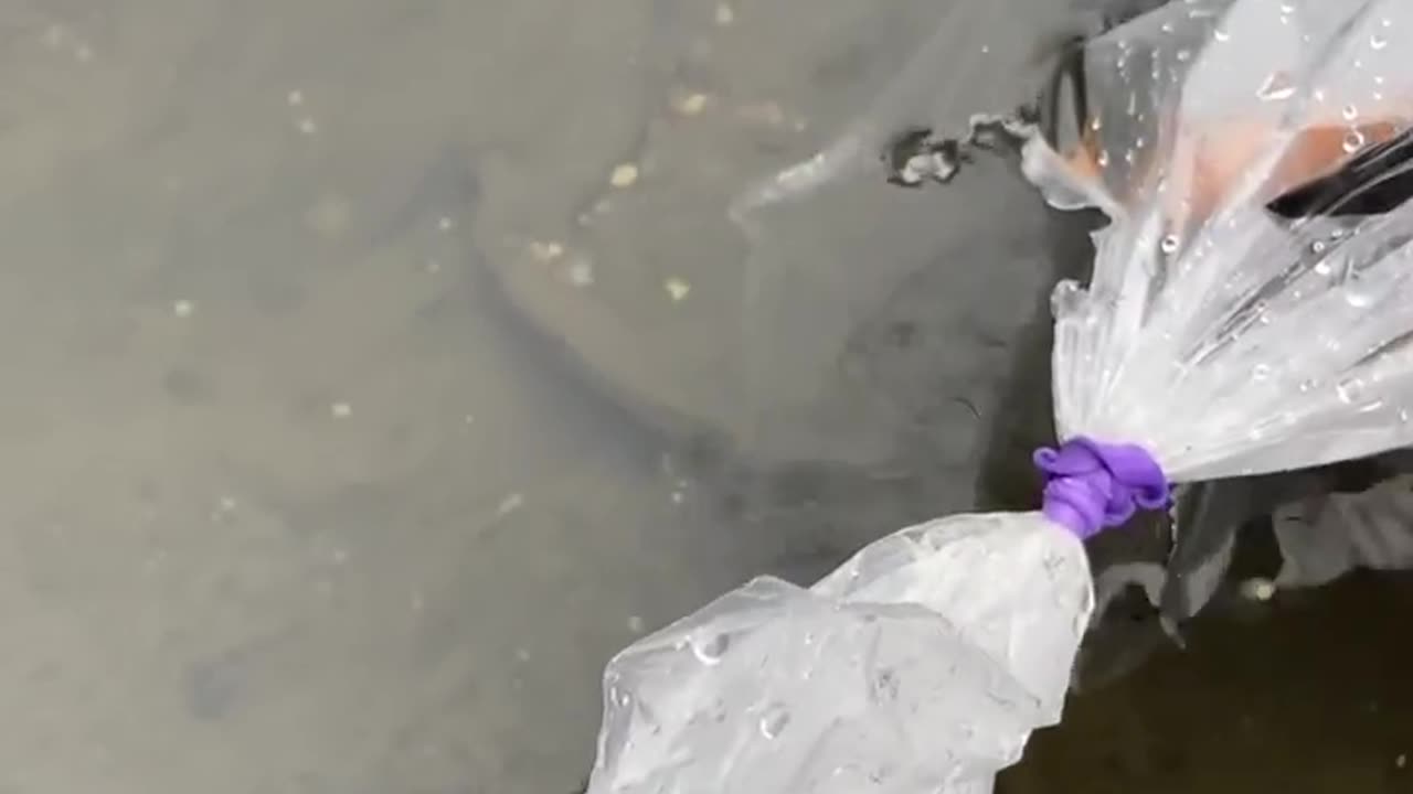 Release of fish