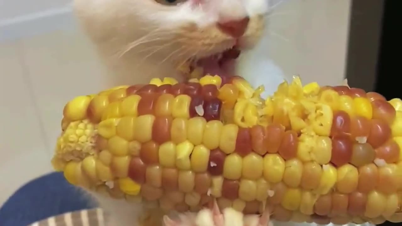 Corn Cob Grasped by Cat's Paws for a Snack