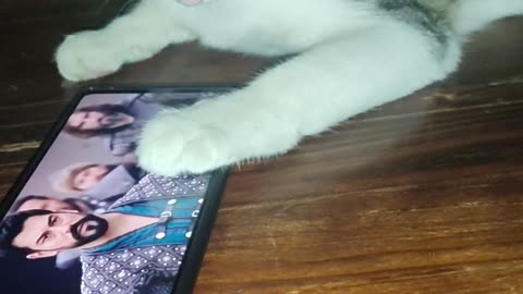 Cat watching famous historical Turkish series