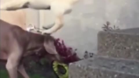 Cute Dog Jump on the goats
