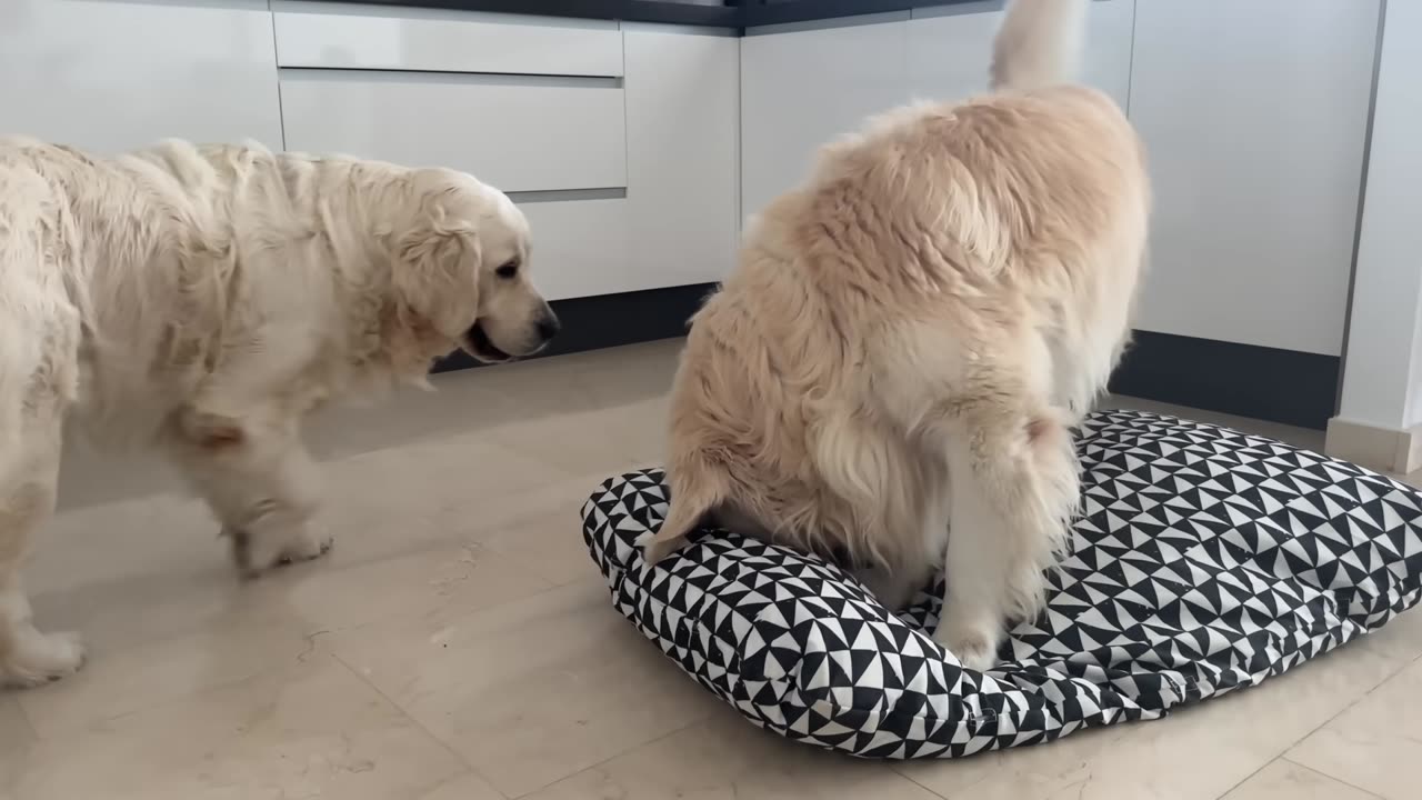 Golden Retriever Wants to Occupy Another Dog's Bed