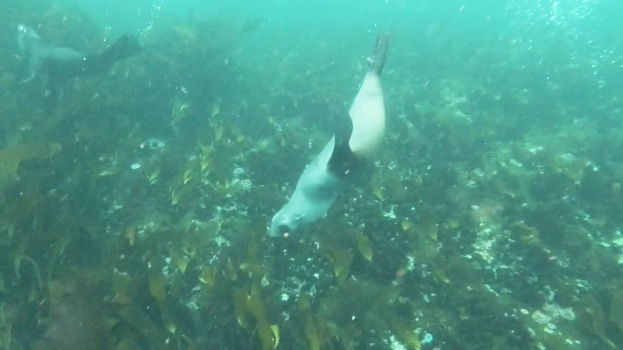 Group of Sea Lions Swimming in the Ocean