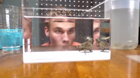 Baby Snapping Turtle vs Crayfish