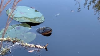 Being Stalked by an Alligator