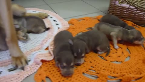 Cachorro falante - Ninão se recusa a pagar pensão