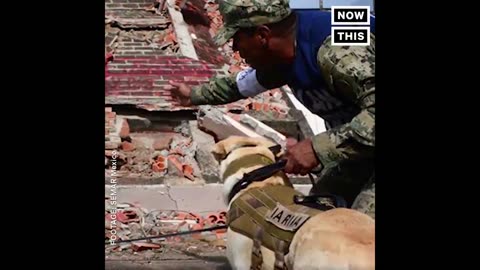 HERO Dog Searches For Mexico Earthquake Survivors | The Dodo