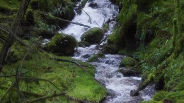 The moss falls are always so magical to visit