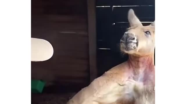 Cute Kangaroo is Jacked
