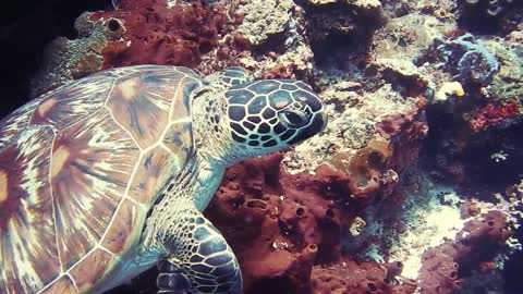 A turtle on the bottom of the sea has a wonderful view