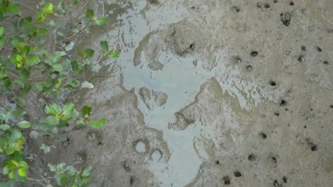 mangrove forest