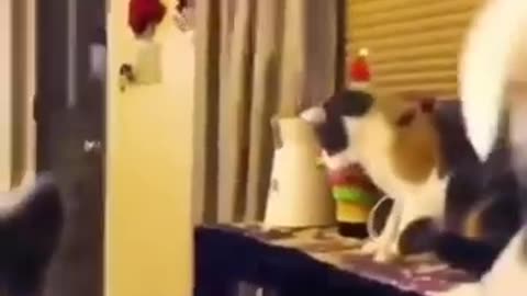 funny cats