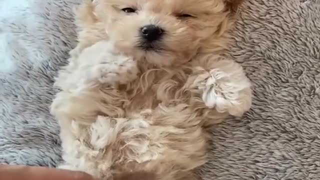 Dogs Funny Videos- Cute Dog Video - Mini Pomeranian Funny Dogs