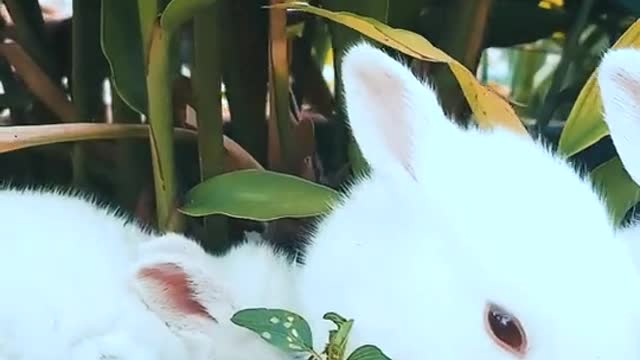 Three white & wonderful rabbits