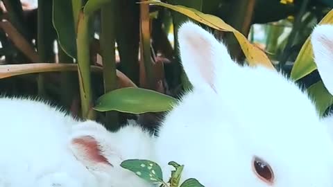 Three white & wonderful rabbits