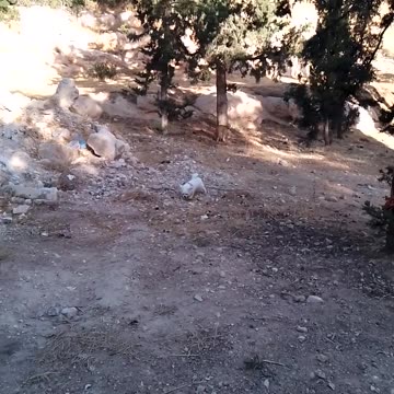 AMBER AND RASBERRY DOING THEIR THING