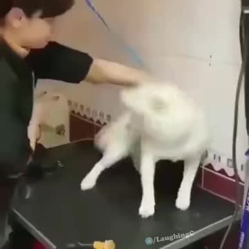 Funny dog