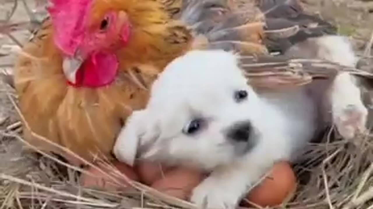 FRIENDSHIP BETWEEN A PUPPY AND A CHICKEN # A BEAUTIFUL MOMENT # SHORTS !!!!