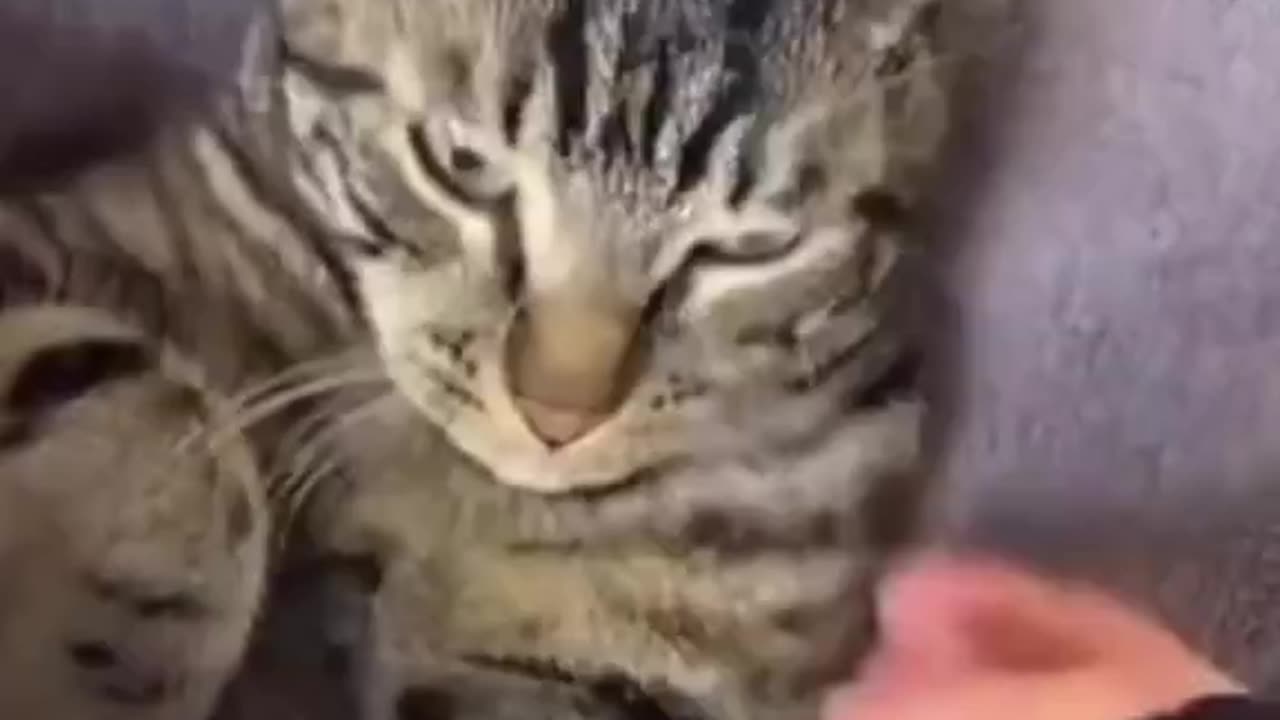 Just another day of a cat and his owner