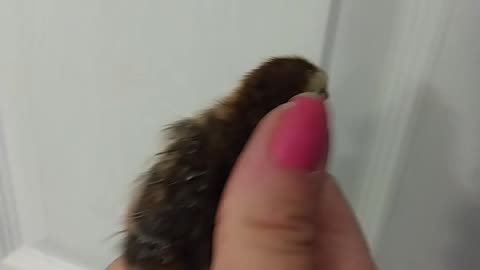 Tibetan Coturnix Quail Chick