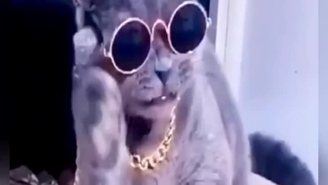What an enchanting cat