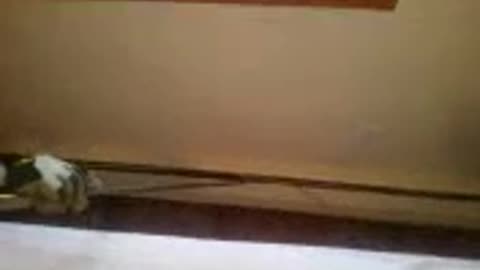Snake found living in the walls of our home..our dog found it!