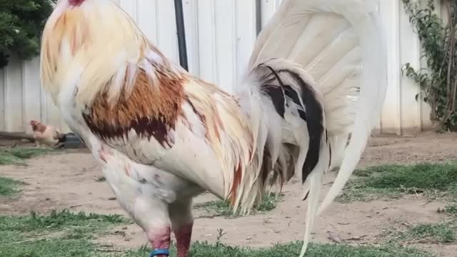 Beautiful Birda Blue Nbz Gamefowl