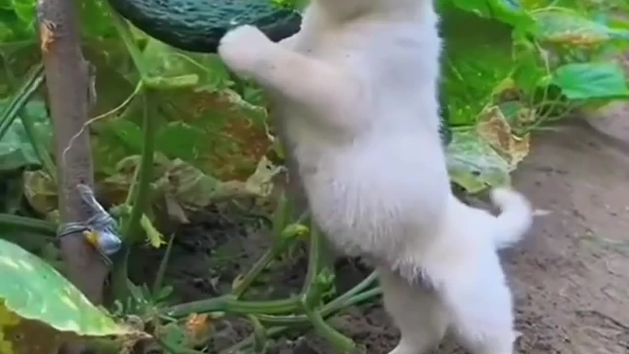 little cute puppy eating cucumber 🥒