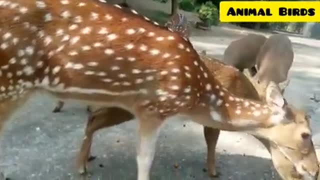 OMG ! Deers Matings || Ice Deers Matings || Latest Matings || Amezing Matings || @Animal Birds