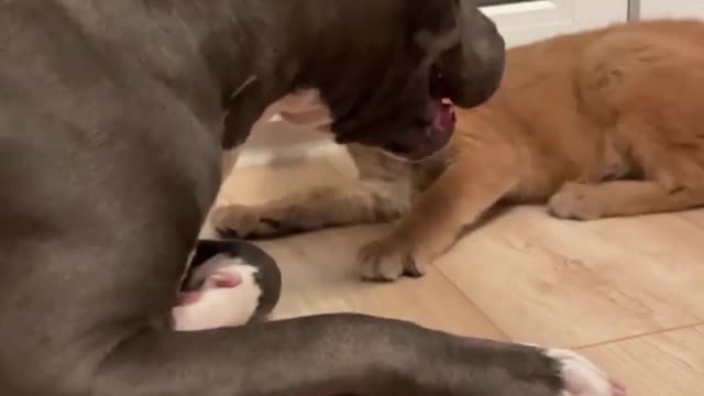 When Shiba was a baby