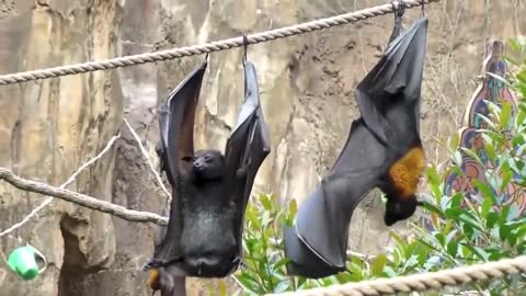 Bats hanging on