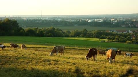 Cows on the farm