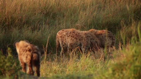 Why Are There No Hyenas In North America?-7