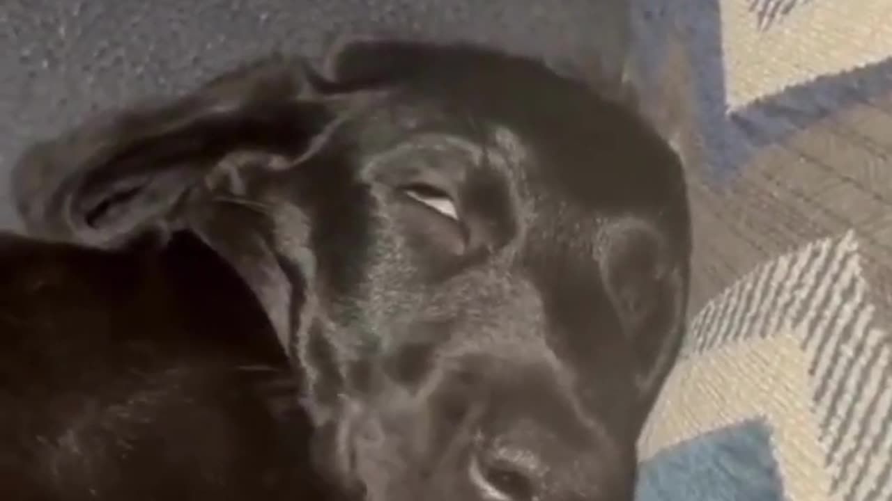 Snoring Dog Dreams of World Domination!