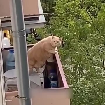New Funny animal videos|Cute animal videos |Funny dog&cat videos|Hilarious pet videos|funny videos