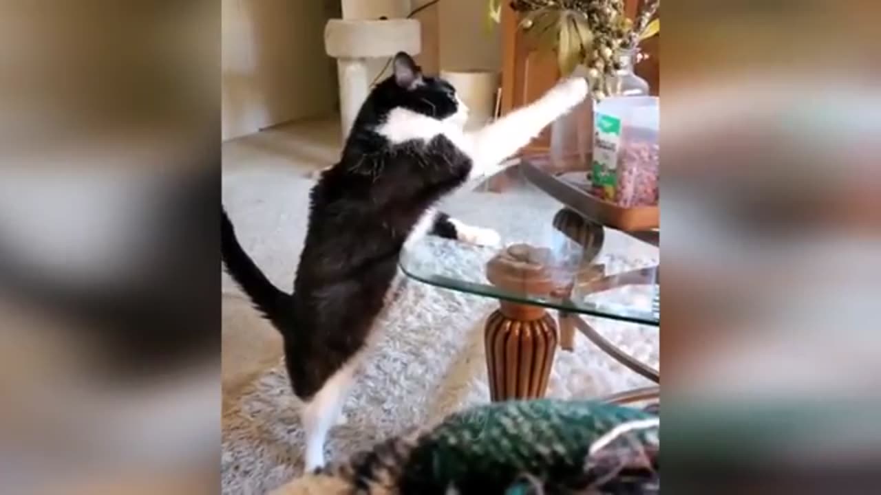 Funny cat animals dogs