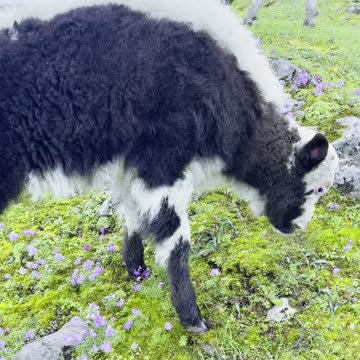 Natural Beauty Nepal 🇳🇵❤️