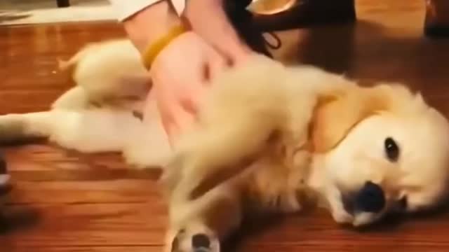 Cute dog is very lazy